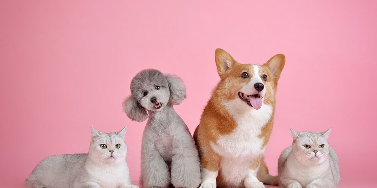 Two cats and two dogs on a pink background